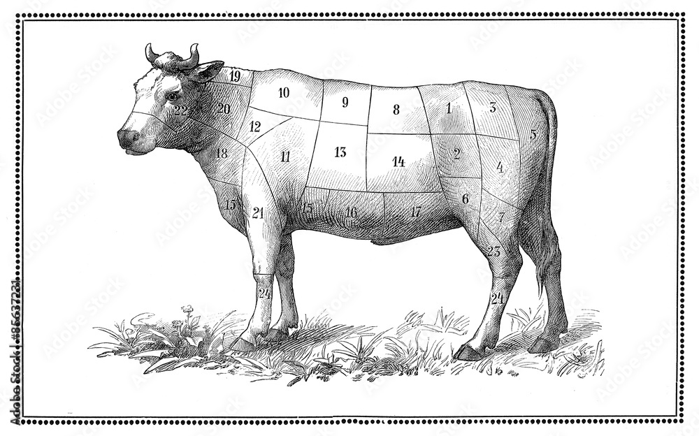 Beef cuts categories